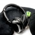 IFI AUDIO EAR PLUGS Hearing Protection 37dB (8 Pairs)