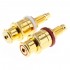 [GRADE S] WBT-0702.01 Speaker Terminals Gold Plated Copper (Pair)
